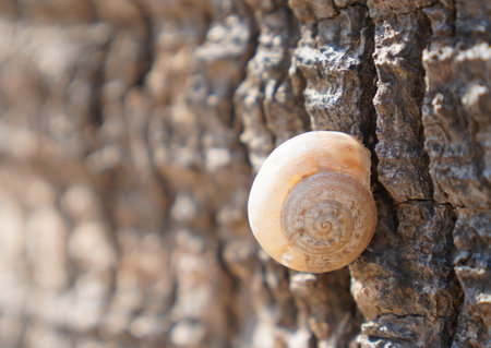 White snail sitting on a bark