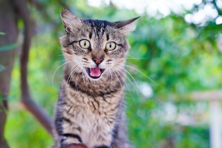 Tabby cat hissing on a treeの写真素材