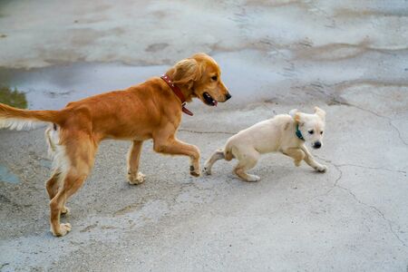 Golden dog and puppy running and playingの写真素材