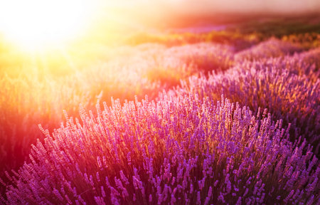 Lavender field in the sunset in Kuyucak, Isparta, Turkey.