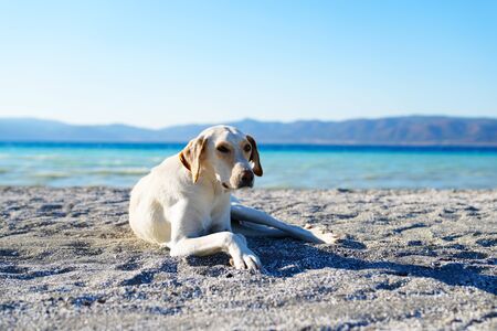 White dog is lying on white sand near Lake Salda, Burdur, Turkeyの写真素材