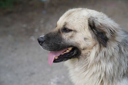 Close-up of a gray stray dog who is staring at something and opens his mouth funny and playful.の写真素材