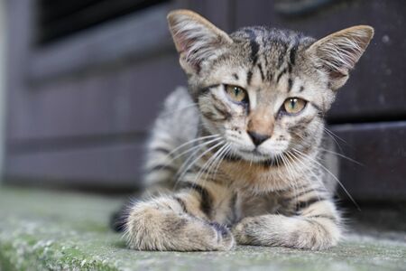 Sad little cute tabby kitten looks like a baby lionの写真素材