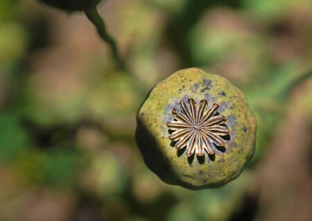 Top view of a boll (seed head) opium  poppyの写真素材
