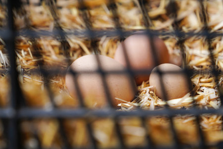 Group of eggs on straw in a nesting-box