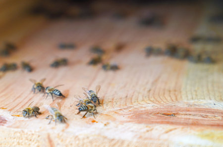 Bees walk around on surface of wall of hive, selective focus