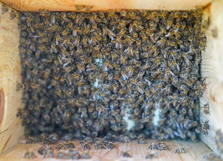 Bee swarm working, selective focus