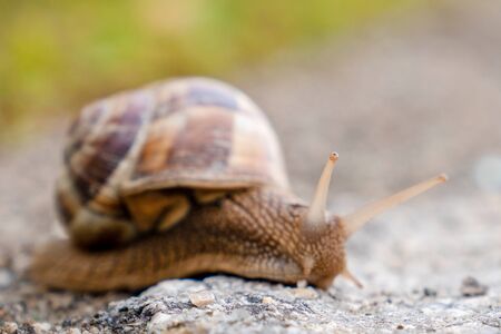 A beautiful snail walking on the ground and looking around with huge eyes. Hello snail.の写真素材