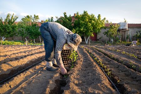 Man in a hat is planting vegetable in a field irrigated with drip irrigation.の写真素材