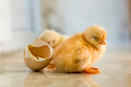 Two sleepy and tired yellow chicks on ground. Two very sweet chicks on floor.