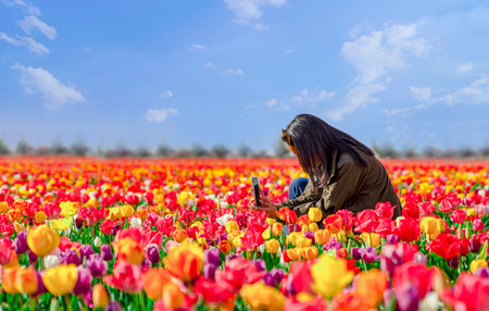 Unidentified girl is taking photo with smart phone in colorful tulip fieldのeditorial素材