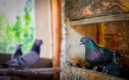 Different types pigeons in coop in Turkeyの写真素材