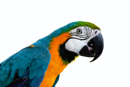 Beautiful blue and gold (orange) Macaw - Parrot's head in isolated white background