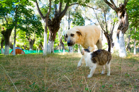 Cat and dog spend time together in a campsiteの写真素材