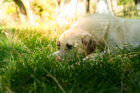 Tired dog lying on green grass at sunrise in the morning.の写真素材