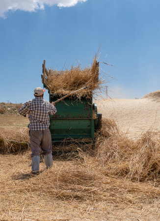 Traditional haymaking with thresher machine.の写真素材