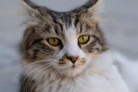 Closeup lovely brown cat looking tiredlyの写真素材