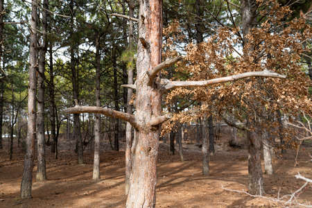 A dried tree in a pine forest.の写真素材