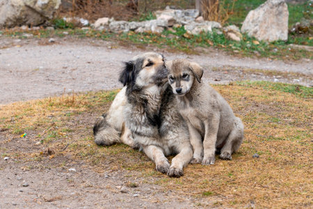 Mother whispers in puppy's ear. Funny mom and puppy picture.の写真素材