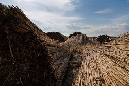 Cane harvested in piles, Lake Eber, Cay, Afyonkarahisar, Turkeyの写真素材