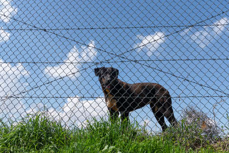 One black colored dog behind the wire on grassの写真素材
