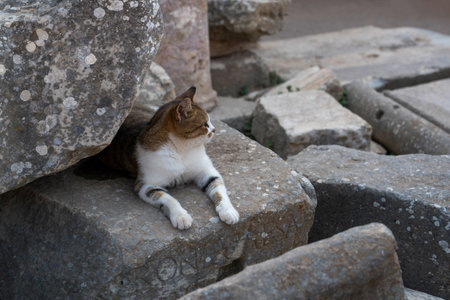 Efes, Izmir, Turkey - August 23, 2021: A cat lying on the stone ruins in the ancient city of Ephesusの写真素材