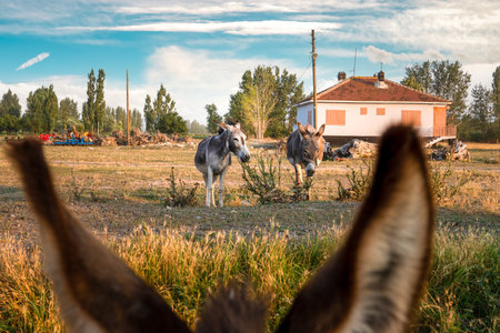 Village rural life with two donkeys seen through the blurred ears of the donkey.の写真素材