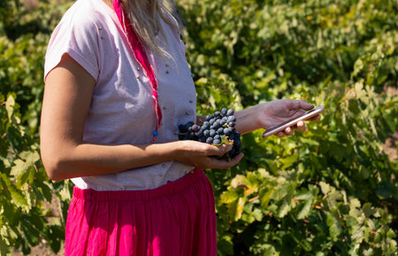 Woman getting information on her mobile phone during harvest time in grape field.