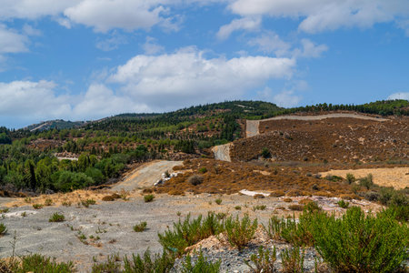 Nature trying to be reforested after forest fire.