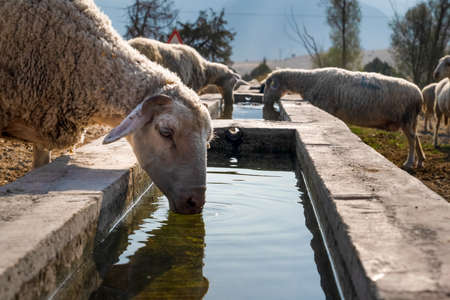 Sheep drink water from concrete trough.の写真素材