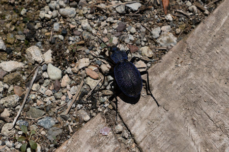 Carabus scabrosus caucasicus, common name huge violet ground beetleの写真素材