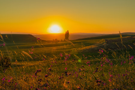 Crop fields separated by trees from the top of a hill at sunset, golden hour.の写真素材