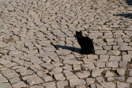 Black cat is sitting on the paved road.の写真素材