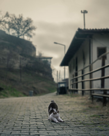 Cute cat stretching in the middle of the streetの写真素材