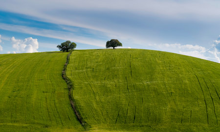 Close view of green crops in a hilly field and a couple of trees on top of the hill.の写真素材