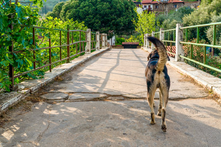 Back view of a street dog in Birgi which is a small town located in the OdemiÅ district of Izmir province in Turkeyの写真素材