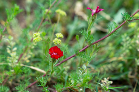 Cyanus tchihatcheffii, centauera tchihatcheffii flower is endemic for Golbasi, Ankara, Turkeyの写真素材