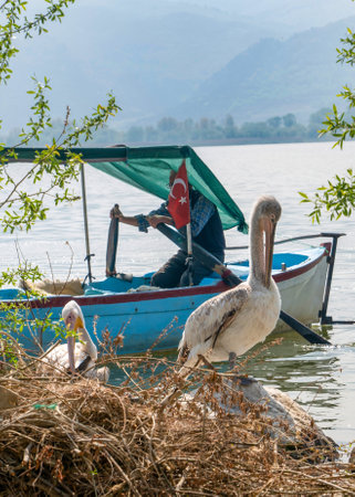 Daily life in Golyazi fishing village with boats and pelicans, Bursa, Turkeyの写真素材