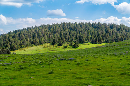 Hilly area with circular shaped juniperus trees. Kizilcahamam, Ankara, Turkey