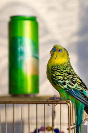 One green and yellow multicolor budgie sitting one cage and a tin can of almost the same color is in the backgroundの写真素材