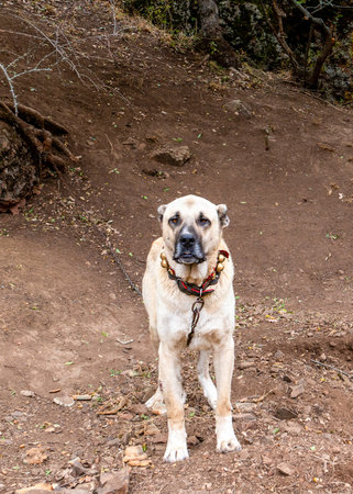 Anatolian shepherd dog (Sivas Kangal), tied with a chain collar around his neck