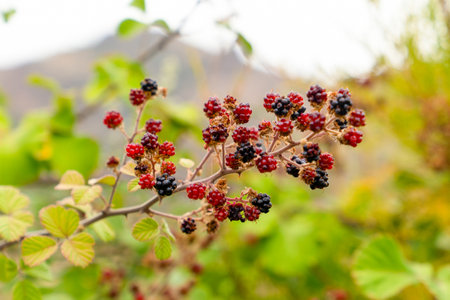 Selective focus view of shrub and fruit of Rubus ulmifolius subsp. sanctus, commonly called holy bramble, Blackberries (syn Rubus sanguineus and Rubus sanctus)の写真素材