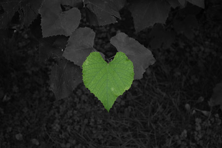 Grape leaves