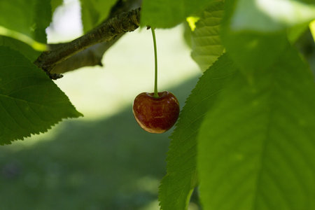 Cherry