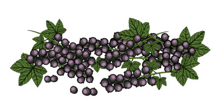 Blackcurrant with green stem and leaves isolated on the white background.Vector illustration 