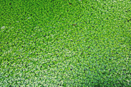 Closeup of duckweed floating plants floating green water surface background as the black water....