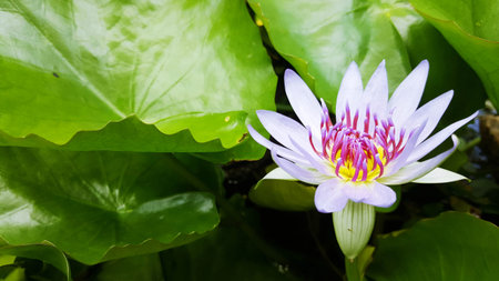 A beautiful purple lotus in graden. Close up lily water flower in pond, natural background.の写真素材