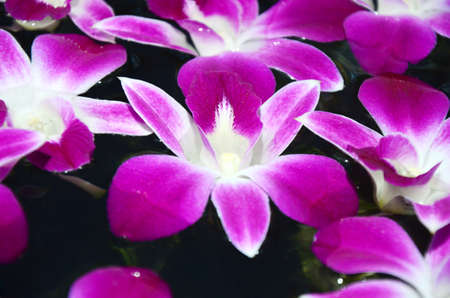 Beautiful pink orchid flower floating on the water background surface.の写真素材