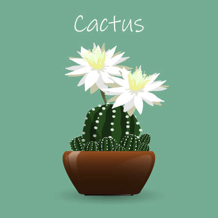 Vector illustration of cute cactus with white flowers.のイラスト素材