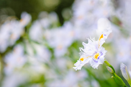 Iris japonica in soft focus, beautiful Iris japonica in Japan, Spring background and beautiful...